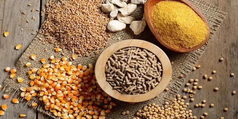 Bí quyết dinh dưỡng cho chiến kê cựa sắt Bí quyết dinh dưỡng cho chiến kê cựa sắt