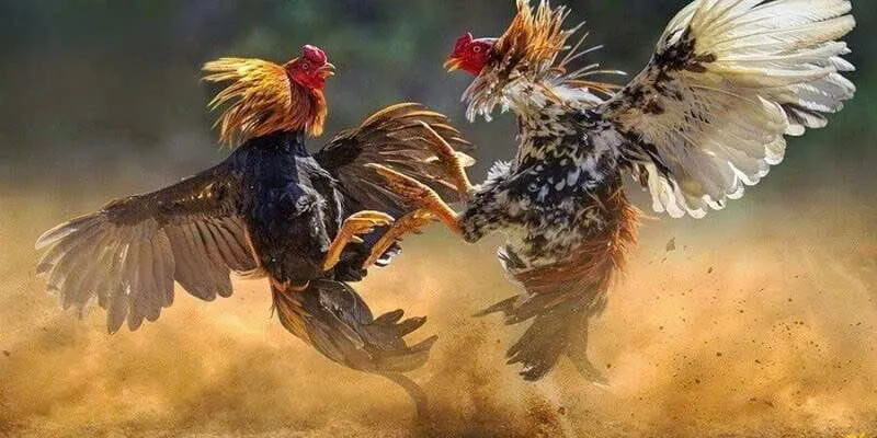 Một số kinh nghiệm chơi chọi gà Thomo hiệu quả mà người chơi mới cần biết Một số kinh nghiệm chơi chọi gà Thomo hiệu quả mà người chơi mới cần biết