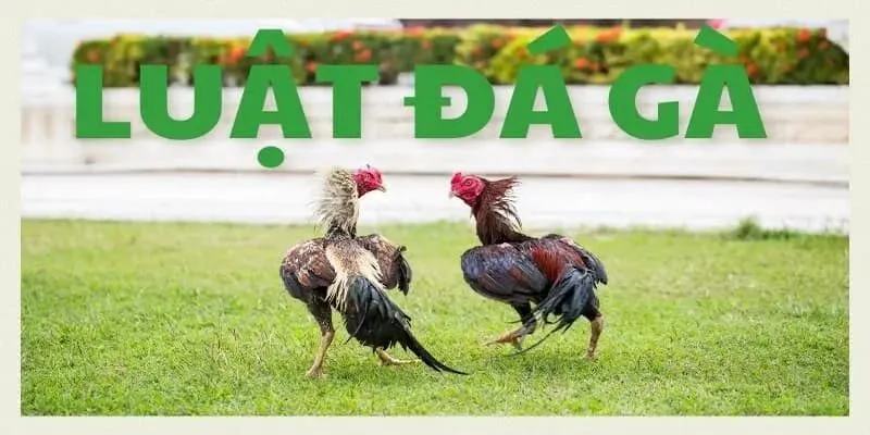 Quy định chiến thắng được 99ok phổ biến cụ thể, chi tiết Quy định chiến thắng được 99ok phổ biến cụ thể, chi tiết
